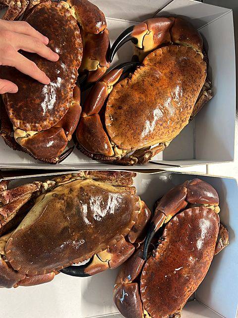 Fresh brown crab