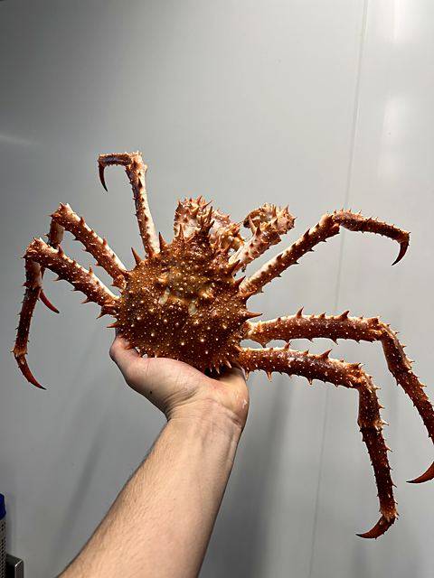 King crab