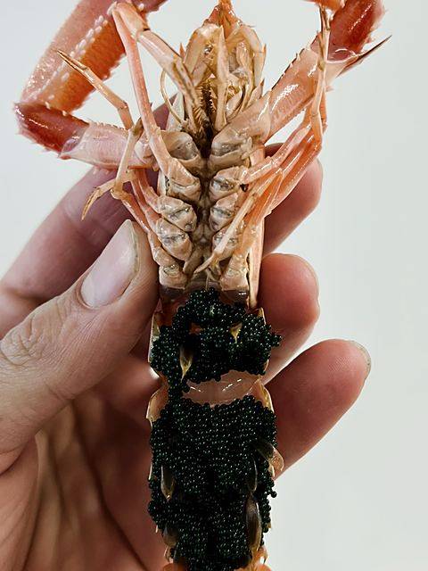 Langoustine topped with caviar