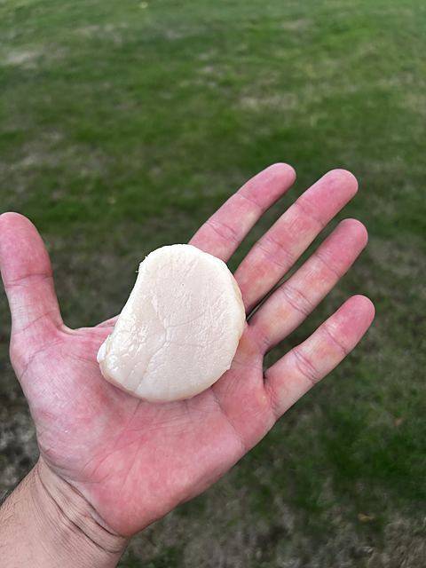Fresh hand-dived scallop