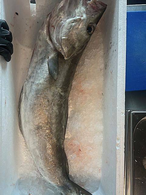 Fresh fish on ice